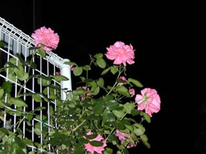 ʹ���������������һƬ��ڵ�ԭ��