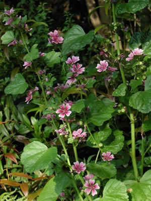 ʹ�������������������Ӱ���ı���Ƭ�о�